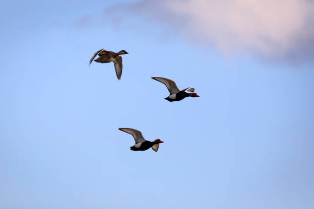 istock Flying ducks. Blue sky background. Ducks: Red crested Pochard. (Netta rufina) 1508548536