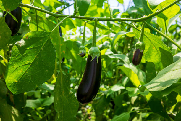 istock Greenhouse eggplant field agriculture (Turkey - Antalya) 1508550076