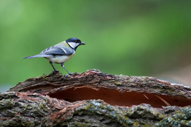 istock Cute little bird. Great tit. Nature background. 1508551657