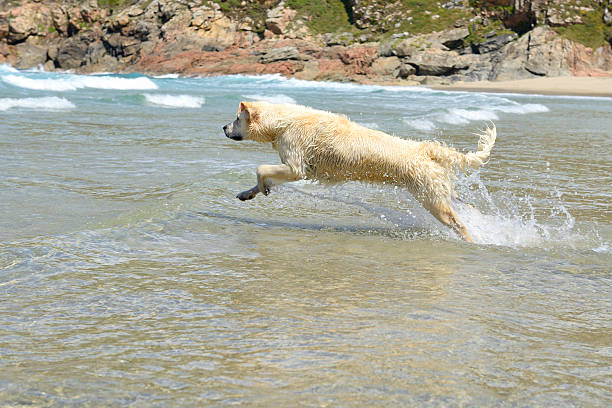 istock golden retriever jumps into the sea 150855259