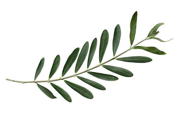 Olive branch stock photo