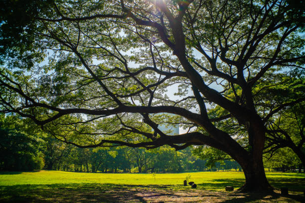 istock Big tree in city park sunny day gree grass field 1508559212