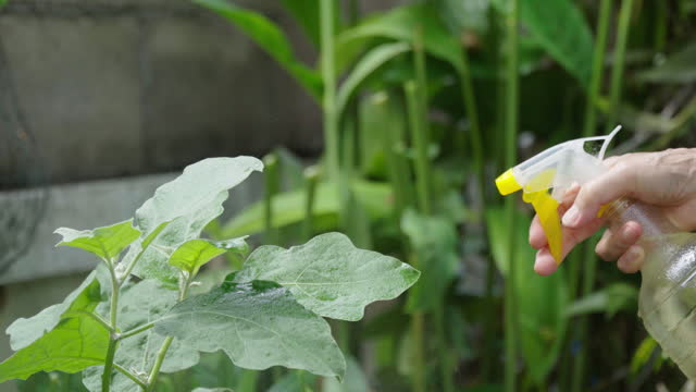 4k Closeup shot of Woman hand spraying fertilizer for vegetable