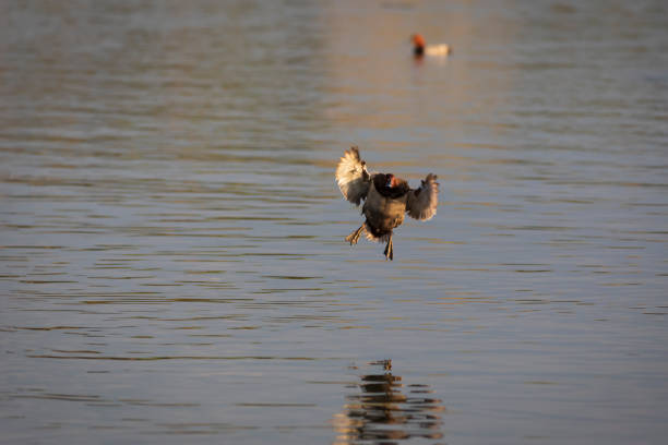 Common Pochard. (Aythya ferina).