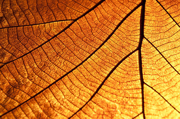 istock Leaf Vein Old brown and transparance 150858638