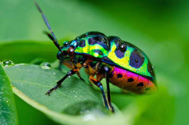 istock jewel beetle in green nature 150858744