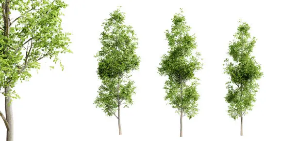 Black alder trees isolated on white background and selective focus close-up. 3D render. 3D illustration.