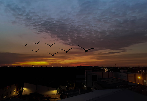 A flock of birds flying in the sky at sunset over the city at sunset. Silhouette of a flock of birds at sunset. beatiful gradient sky background.