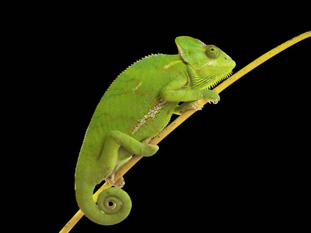 istock Chameleon climbing on branch on isolated black background. 1508599433