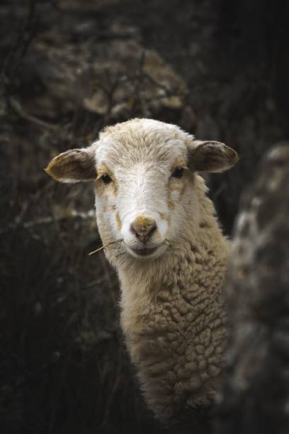 istock Vertical closeup of a white sheep looking at the camera 1508599961