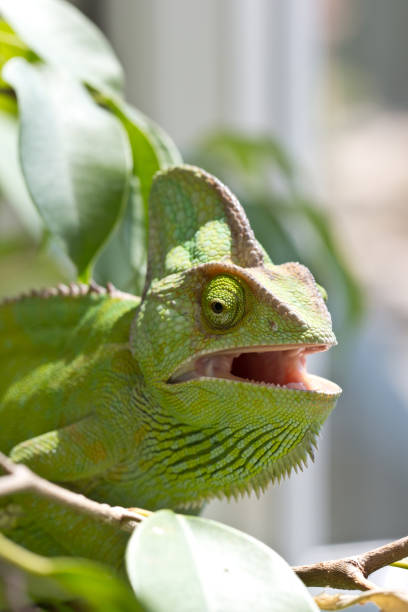 Chameleon climbing on branch with mouth open. Chameleon lizard Reptile illustration.
Chameleon in hunting position and looking ahead. jagen stock pictures, royalty-free photos & images