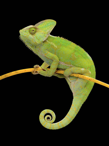istock Chameleon climbing on branch on isolated black background. 1508599975