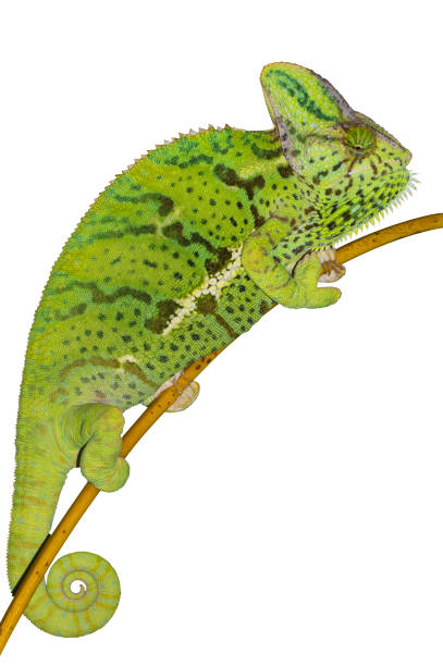 Chameleon climbing on branch on isolated white background. Female Yemen Chameleon lizard Reptile illustration.
Chameleon with rolled tail and distinct pattern. jagen stock pictures, royalty-free photos & images