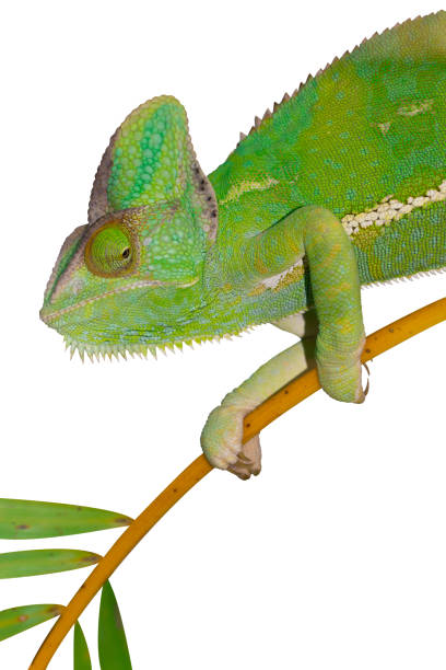 Chameleon on isolated white. Yemen Chameleon climbing on bamboo.
Reptile showing like a Dragon or Lizard. jagen stock pictures, royalty-free photos & images