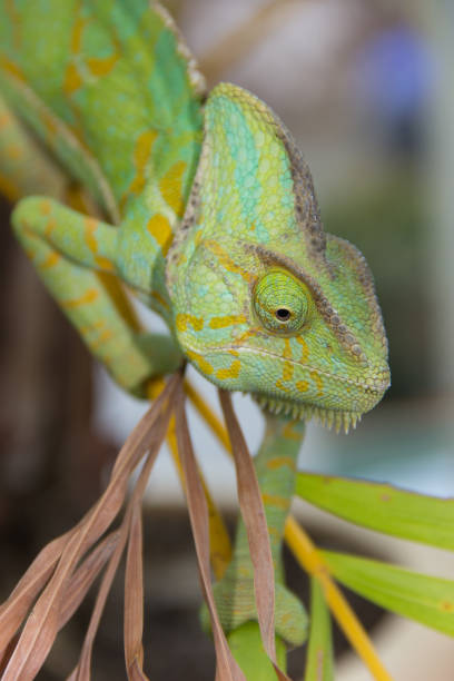 Chameleon climbing on branch. Chameleon lizard Reptile illustration.
Chameleon with in hunting position and looking ahead. jagen stock pictures, royalty-free photos & images