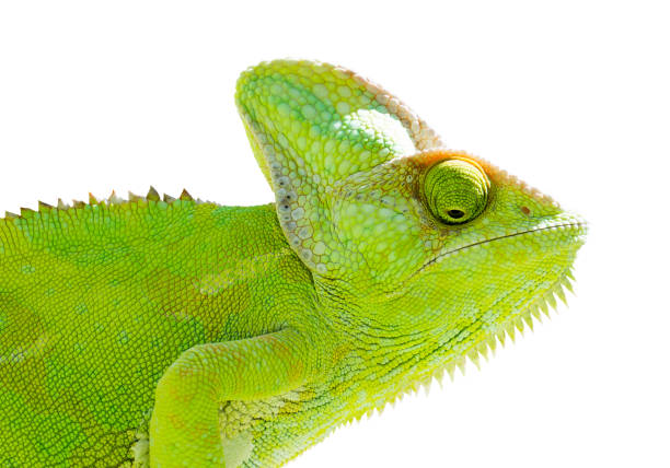 istock Chameleon on isolated white background. Green Reptile illustration. 1508601024