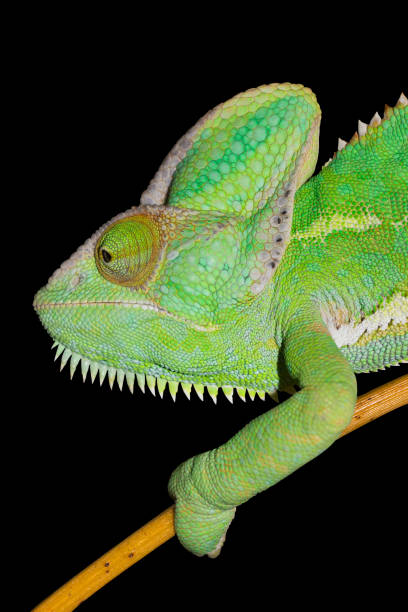 Chameleon isolated on black background. Yemen Chameleon climbing on bamboo.
Reptile showing like a Dragon or Lizard.
Animal living in Yemen Africa. jagen stock pictures, royalty-free photos & images