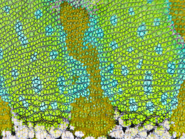 istock Chameleon skin close-up. Detailed Grid pattern. 1508601564