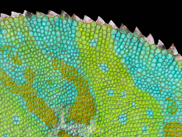 Chameleon skin close-up with jagged back. Black isolated back. Detailed Grid surface with jags on the backbone.
Grid Shape of a multicolored Yemen Chameleon.
Binomial name Chamaeleo calyptratus.
Green Reptile skin.
From a Animal living in Yemen Africa. jagen stock pictures, royalty-free photos & images