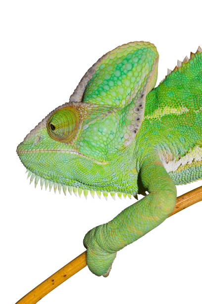 Chameleon isolated on white background. Yemen Chameleon climbing on bamboo.
Reptile showing like a Dragon or Lizard.
Animal living in Yemen Africa. jagen stock pictures, royalty-free photos & images