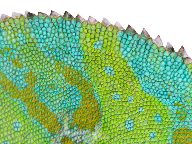 istock Chameleon skin close-up with jagged back. White isolated back. 1508602091