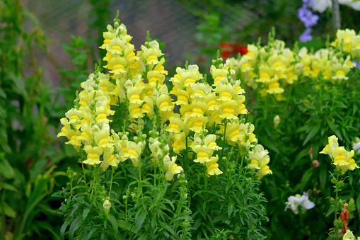 Snapdragon is a garden plant of the genus Antirrhinum, which is available in many showy colors except blue. It is called snapdragon because the flower resembles the face of a dragon that opens and closes its mouth, while in Japan it is called gold fish flower for the flower’s resemblance to gold fish. It is treated as an annual plant, because it cannot survive summer heat, although it is essentially a perennial plant.