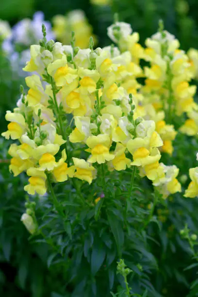 Photo of Snapdragon / Antirrhinum majus / Gold Fish Flowers: Popular Short-lived Perennial