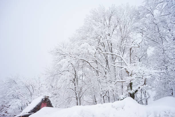 Snowy winter trees and snowdrifts at the forest near Shirakawago Village in Gifu, Japan.