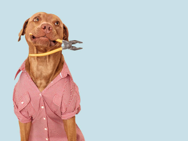 istock Cute brown dog, red work shirt and pliers 1508616723