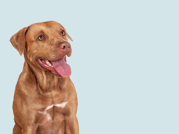 istock Cute brown dog. Close-up, indoors. Studio photo 1508616749