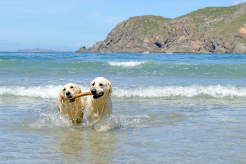 two golden retrievers playing with a stick in the water
