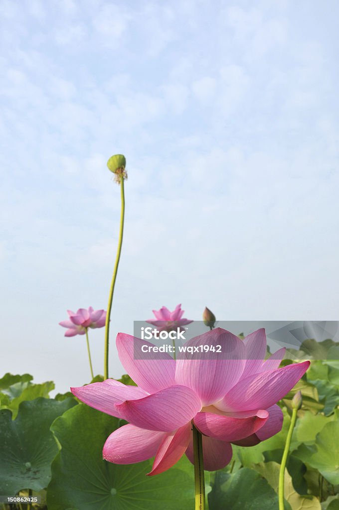 Beauty in nature Blossom lotus flowers in pond Beauty In Nature Stock Photo