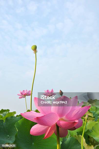 Beauty In Nature Stock Photo - Download Image Now - Beauty In Nature, Blossom, Blue