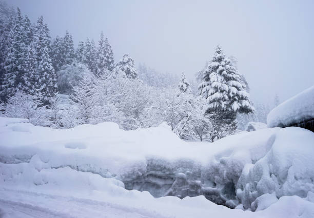 árvores de inverno nevadas e montes de neve na floresta - ski track - fotografias e filmes do acervo