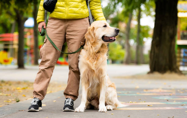 istock Girl with golden retriever dog 1508629321