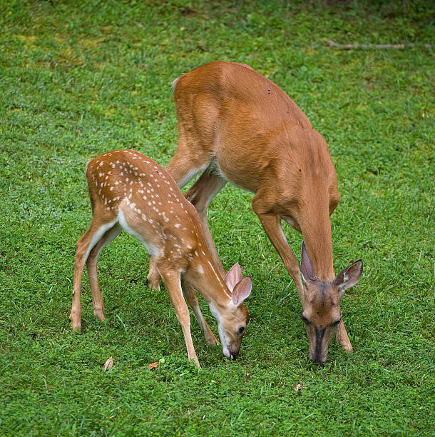 istock Mother and daughter meal 150863790