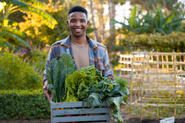 istock Happy young black man smiling while looking at camera with vegetable harvest in plant nursery 1508641324
