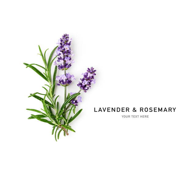 istock Lavender and rosemary creative layout isolated on white background 1508648668