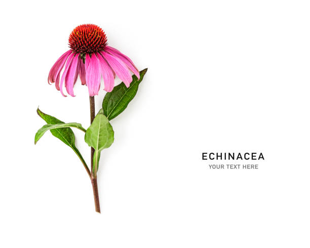 Echinacea pink flower and leaves isolated on white background