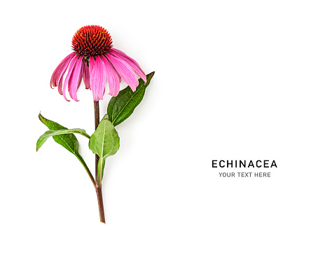 Echinacea pink flower creative layout. Coneflower with leaves isolated on white background. Floral design element. Plant for alternative medicine and homeopathy. Top view, flat lay.