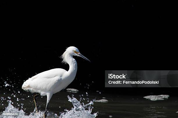 Цапля — стоковые фотографии и другие картинки Snowy Egret - Snowy Egret, Без людей, Белая цапля