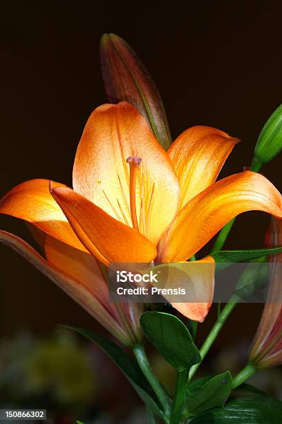 Orange Lily Bud Stock Photo - Download Image Now - Bud, Bush, Close-up