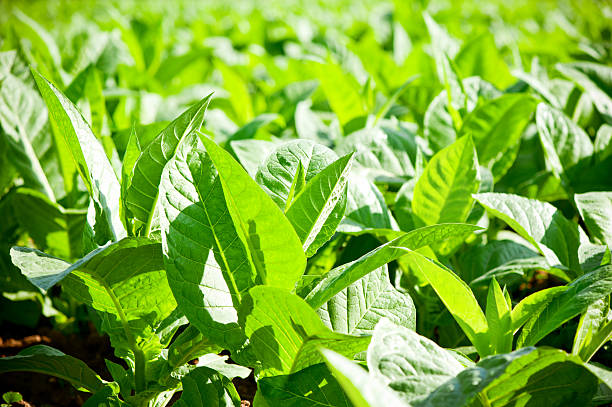 istock Tobacco Plantation, Cuba 150866353