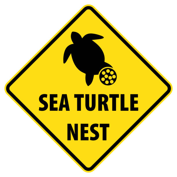 illustrazioni stock, clip art, cartoni animati e icone di tendenza di segno dell'area del nido della tartaruga marina - sea turtle square shape square endangered species