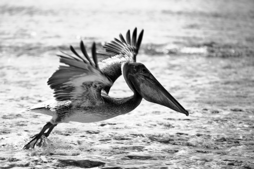 Pelican taking off