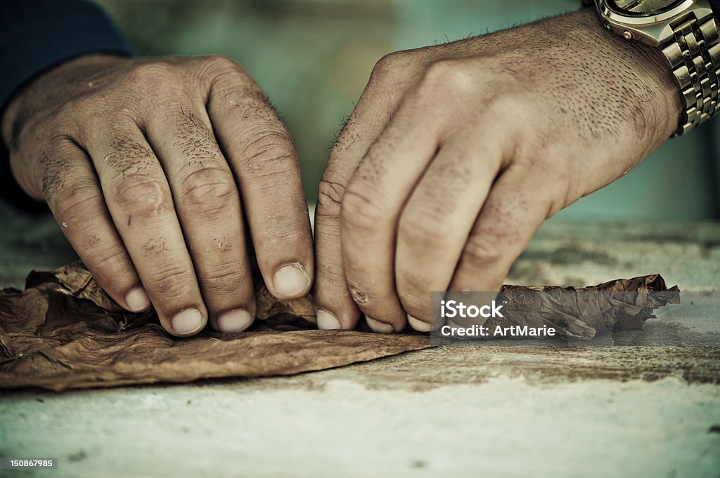 Cigar roller Man rolling tobacco leaf, Tobacco factory, Pinar del Rio, Cuba Cigar Stock Photo