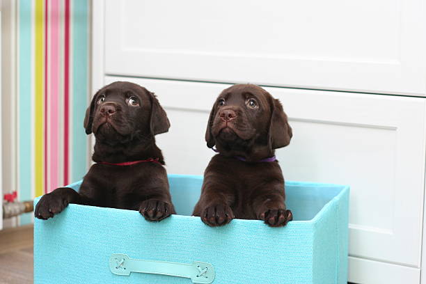 puppies stock photo
