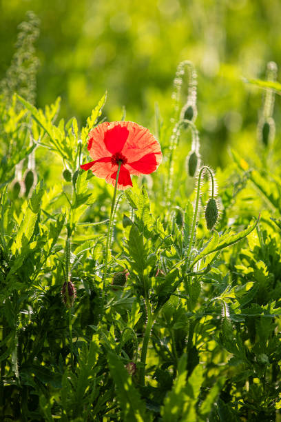 garten - poppy flower opium poppy formal garden stock-fotos und bilder