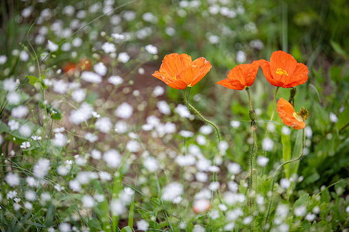 Evolution of Opium poppy isolated on white background