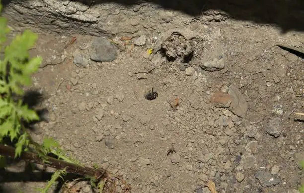 Solitary Bee dug a hole in the ground. Scientific name: Panurginus spp. Bees living underground nest. Insects, bugs. insect, bug.